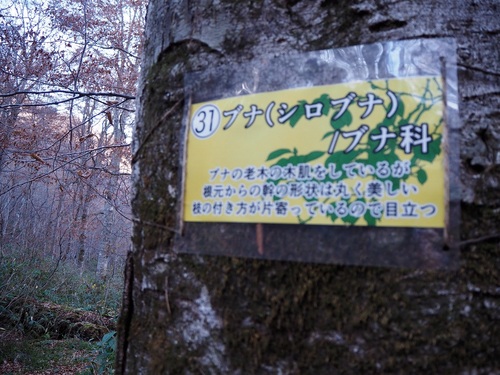 巨木の標識
