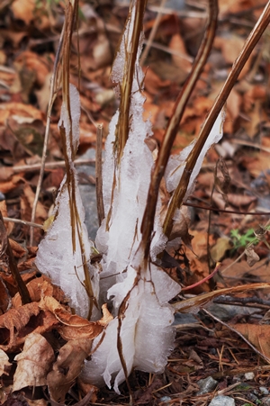 枯れた茎にできた氷の柱。11月10日撮影