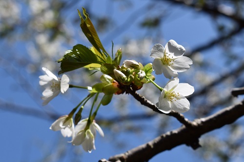 オオシマザクラは葉が開くと同時に花が咲く