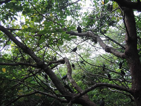母島で林内にとまる13羽の若鳥（2013年夏：母島）
