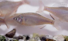 写真:ミヤコタナゴ